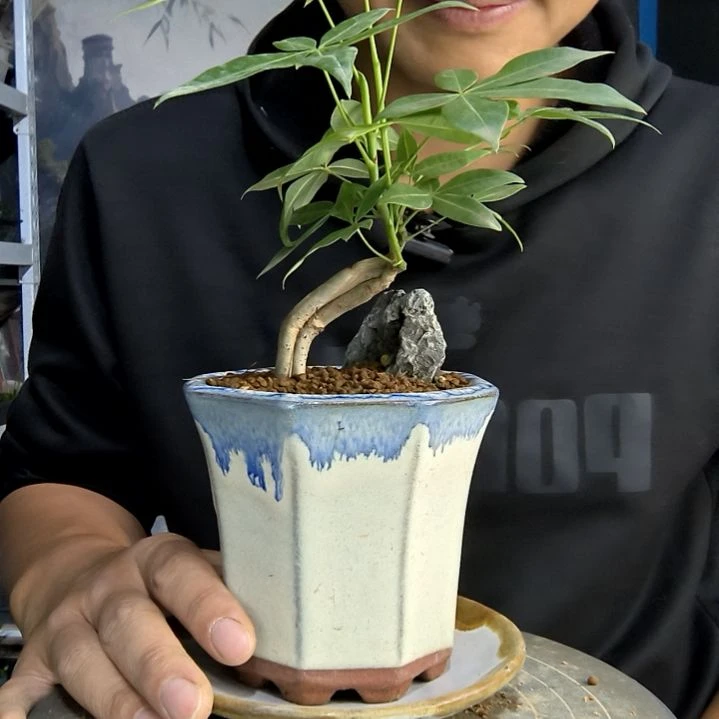 L****记小盆景小植物一物一拍228