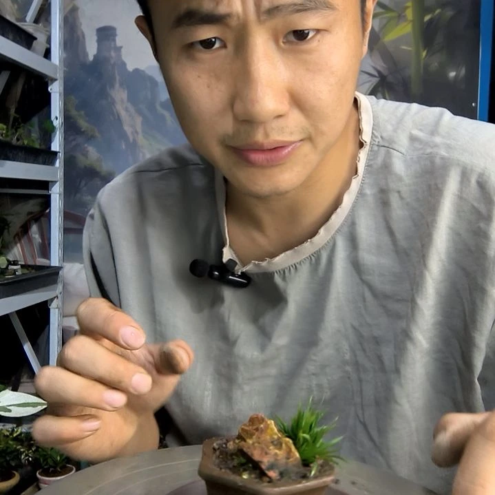 酥**哩小盆景小植物一物一拍58
