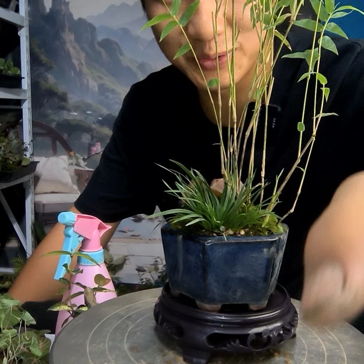 ?****话小盆景小植物一物一拍37