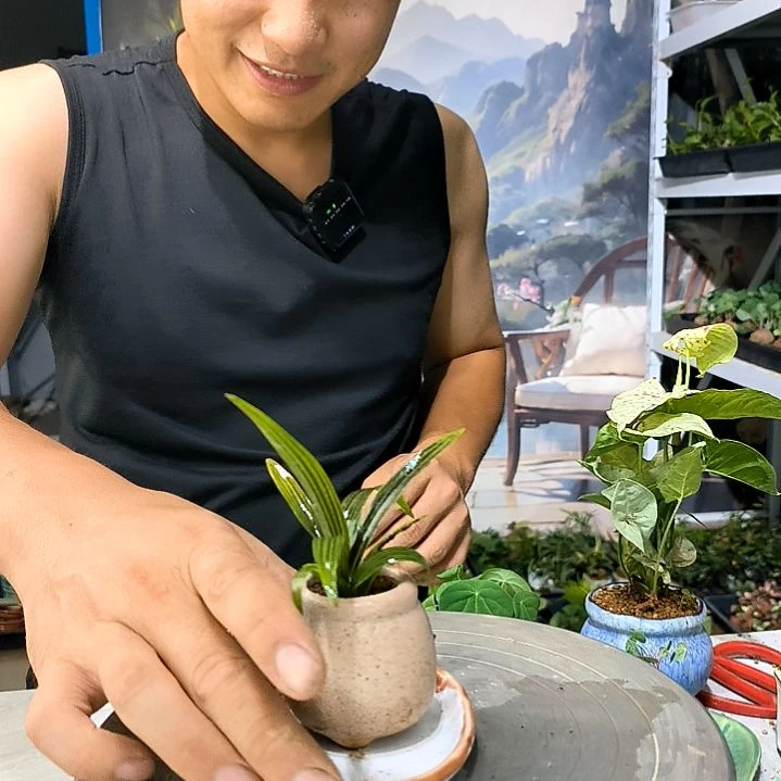 L**.小植物小盆景一物一拍12