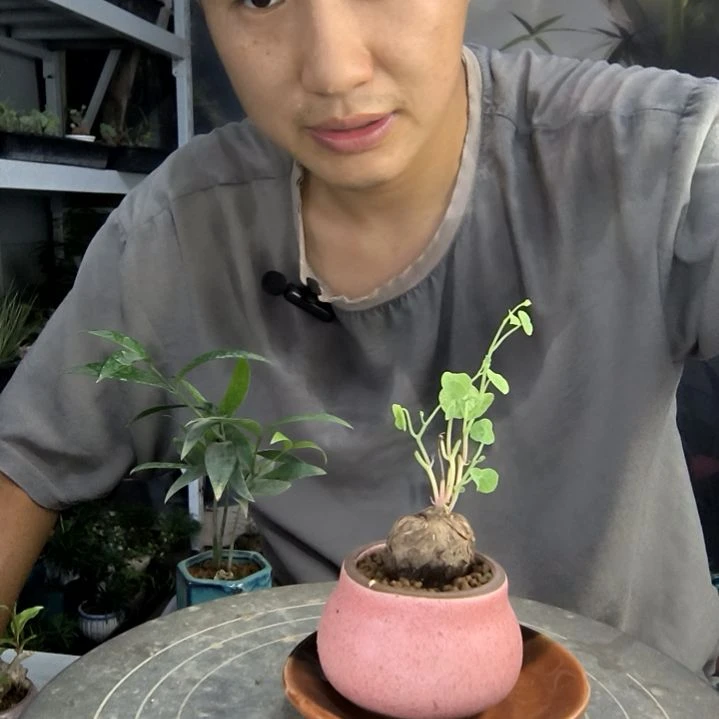 快**生中青园艺一物一拍210