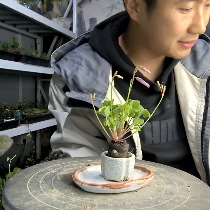 x*m小盆景小植物一物一拍9