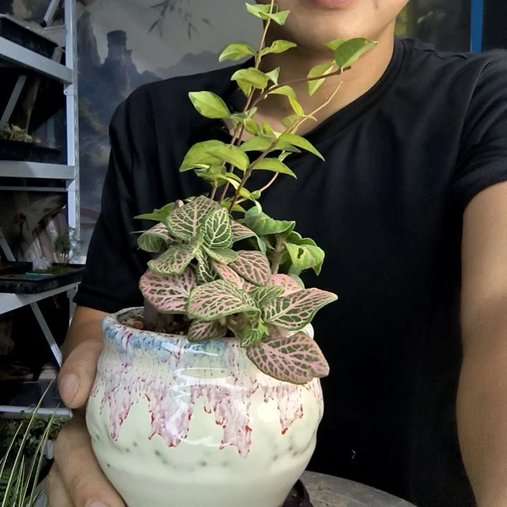 A****友小盆景小植物一物一拍25