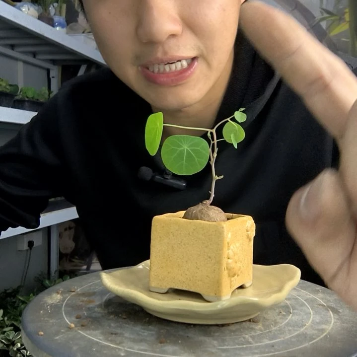 老***姨小盆景小植物一物一拍110