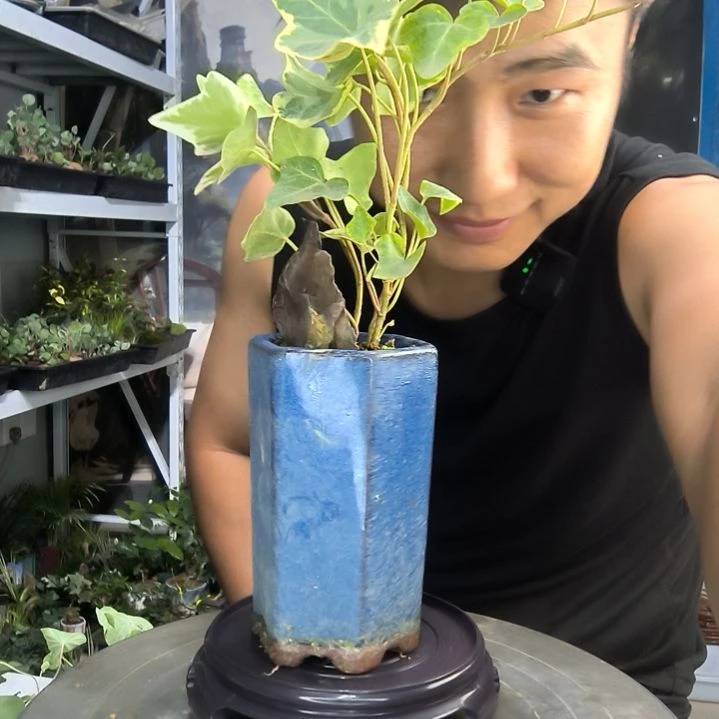 热***糖小盆景小植物一物一拍115