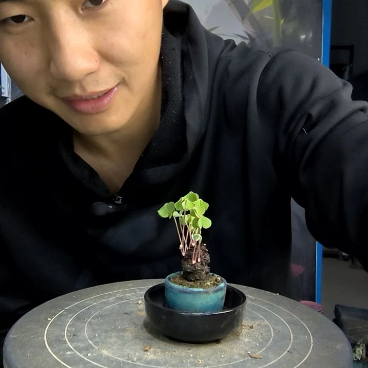 ?***?小盆景小植物一物一拍174