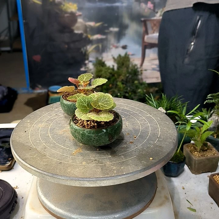 阳***猫中青小植物一物一拍205