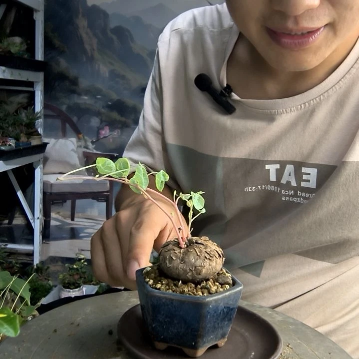 B*n小盆景小植物一物一拍215