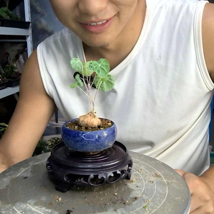 花*卷小盆景小植物一物一拍227