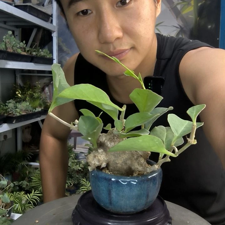 君***3小盆景小植物一物一拍210