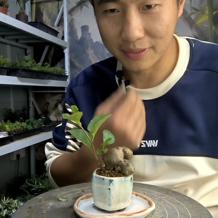 ?****?小盆景小植物一物一拍16