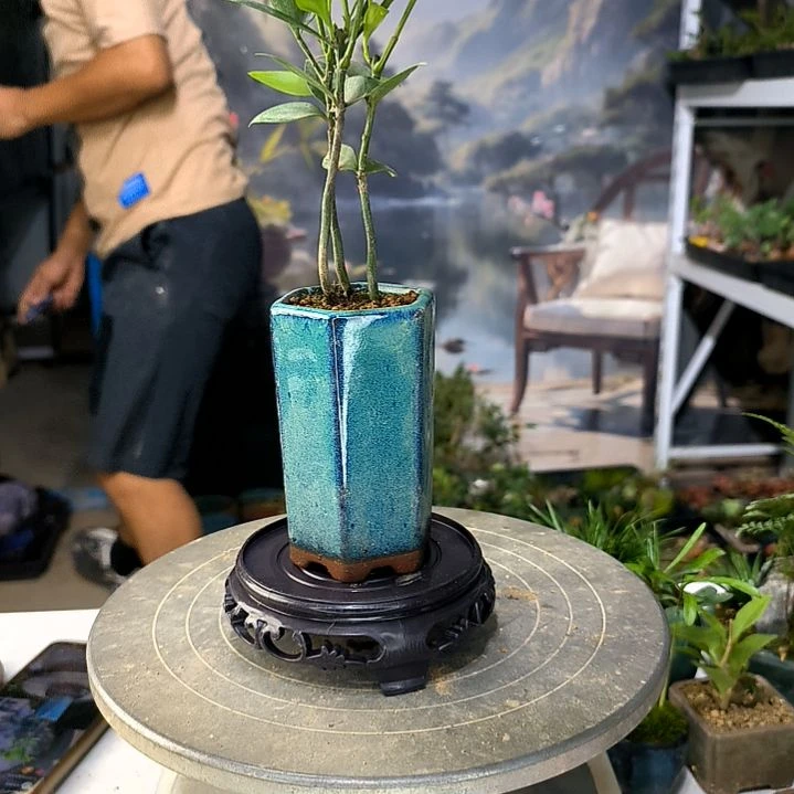 我***果中青小植物一物一拍1