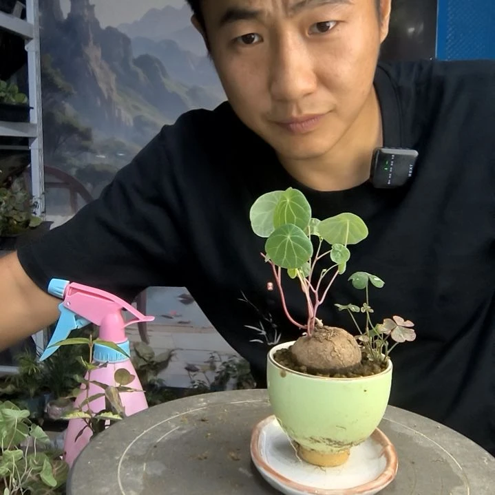 喜*！小盆景小植物一物一拍55