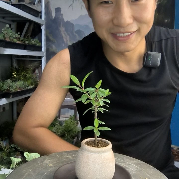 威*小盆景小植物一物一拍139