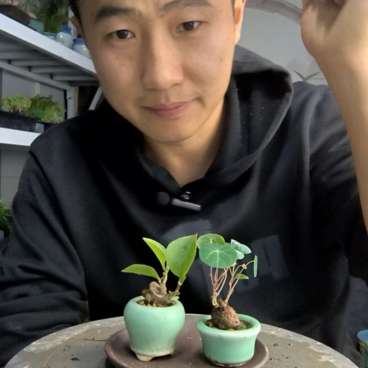 ?**γ小盆景小植物一物一拍277