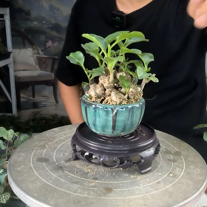 巩****)小盆景小植物一物一拍234