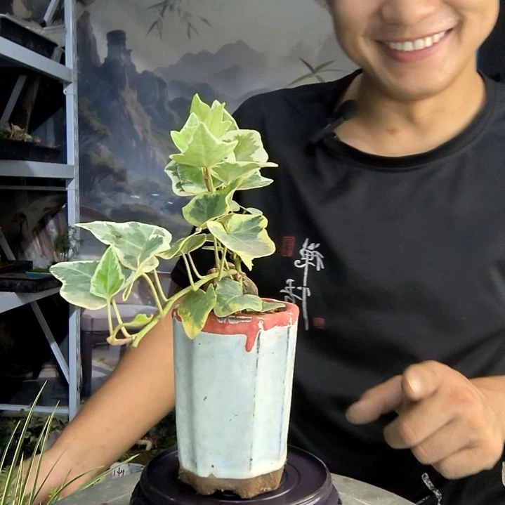 永**你小盆景小植物一物一拍92