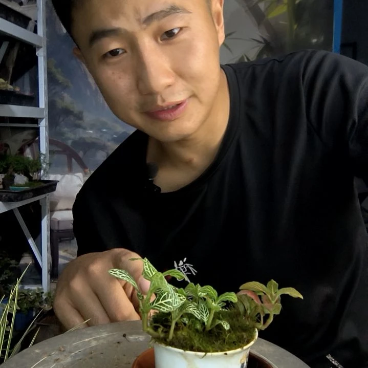 枯*小盆景小植物一物一拍127