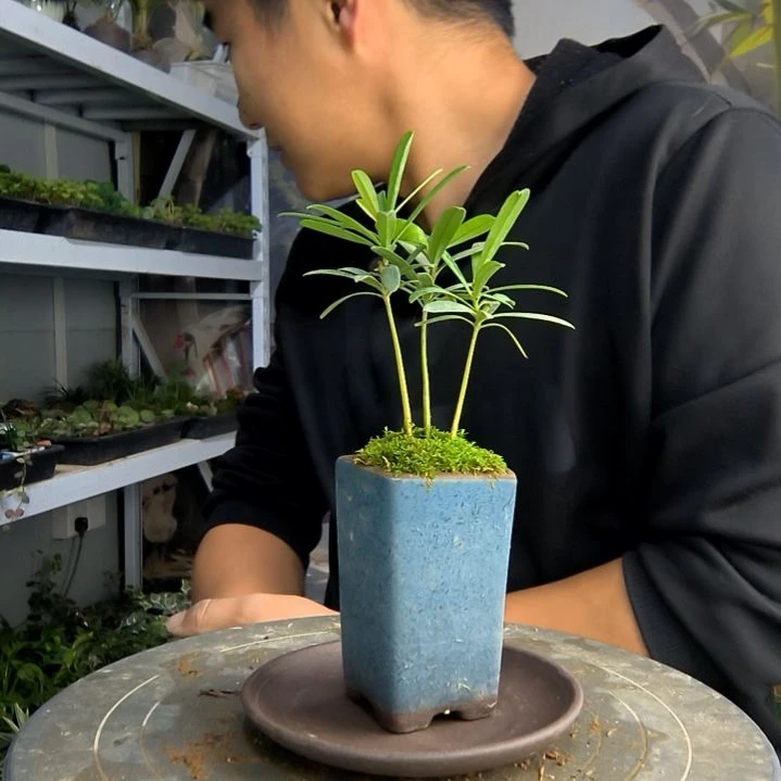 六*小盆景小植物一物一拍26