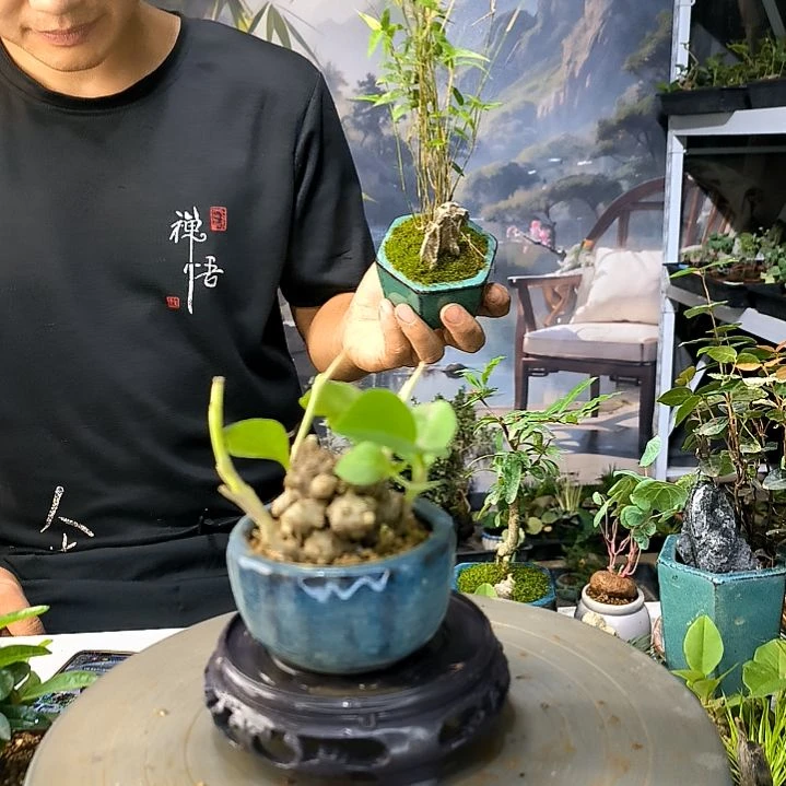 功**1中青盆景一物一拍10