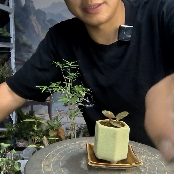 喜*!小盆景小植物一物一拍51