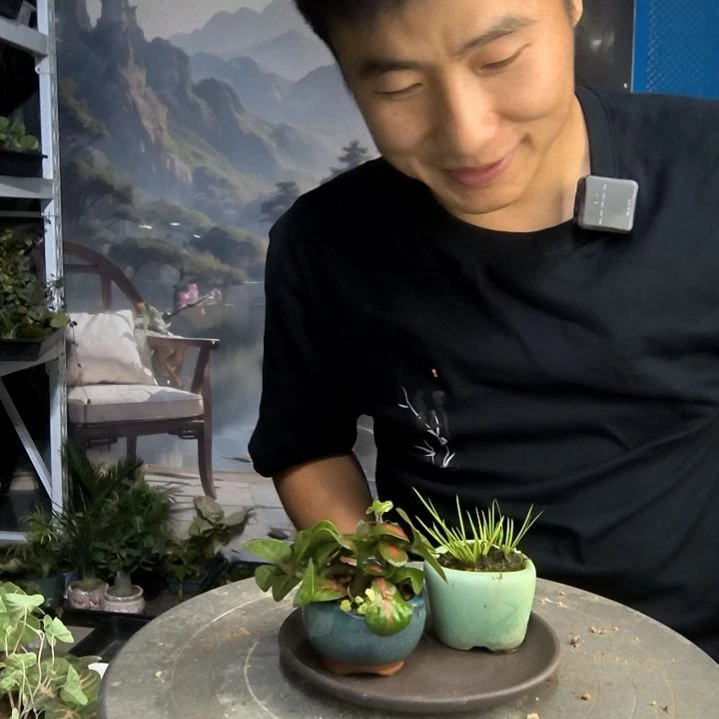 哇****哇小盆景小植物一物一拍201