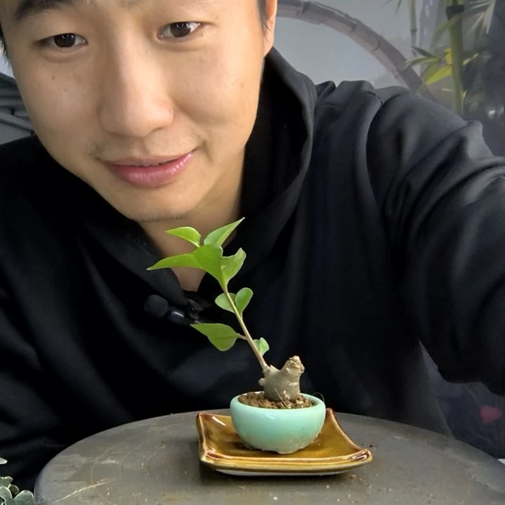 Y****Y小盆景小植物一物一拍267