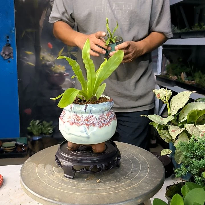 玄*中青园艺一物一拍30