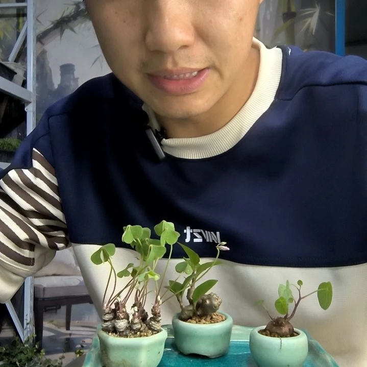 清*小盆景小植物一物一拍131