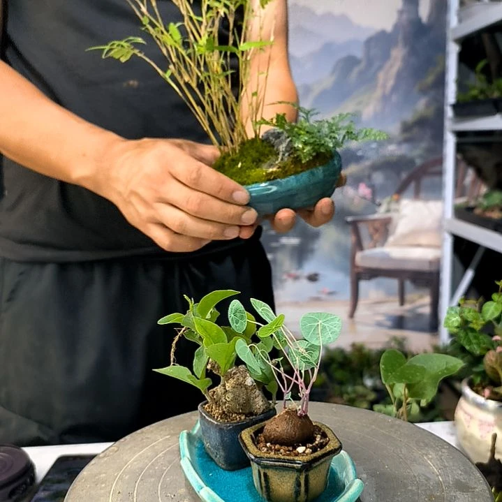 一***子小植物小盆景一物一拍222