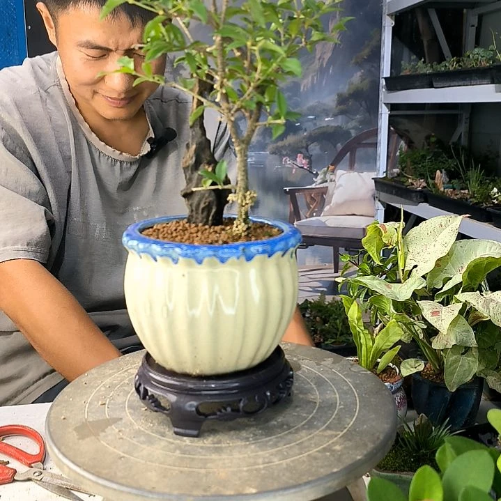 蓝***云中青园艺一物一拍185