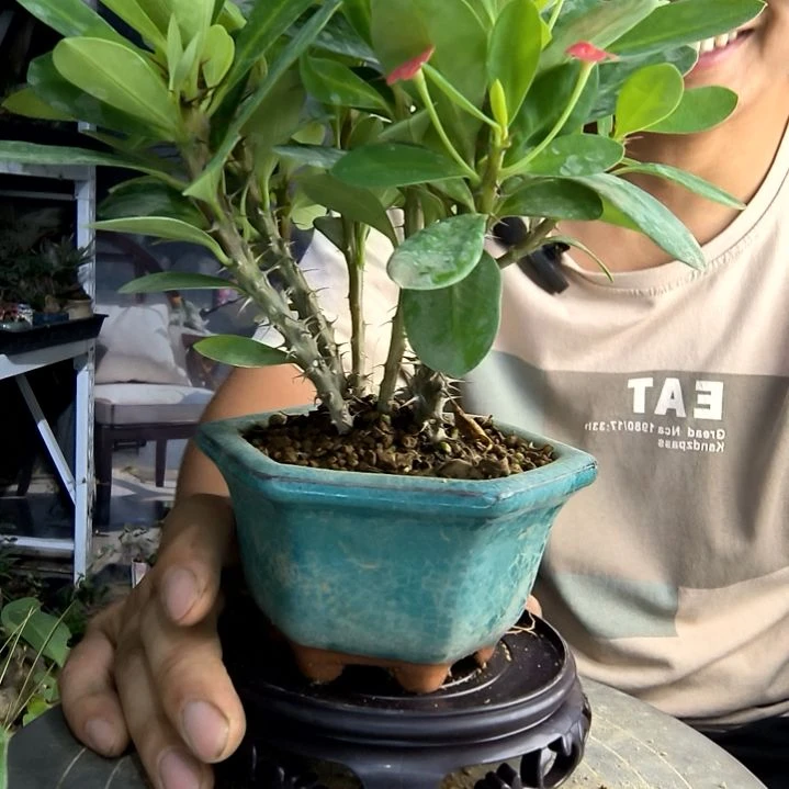 O****k小盆景小植物一物一拍115