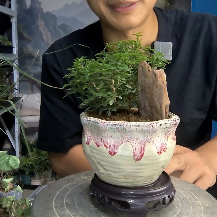 哇****哇小盆景小植物一物一拍42