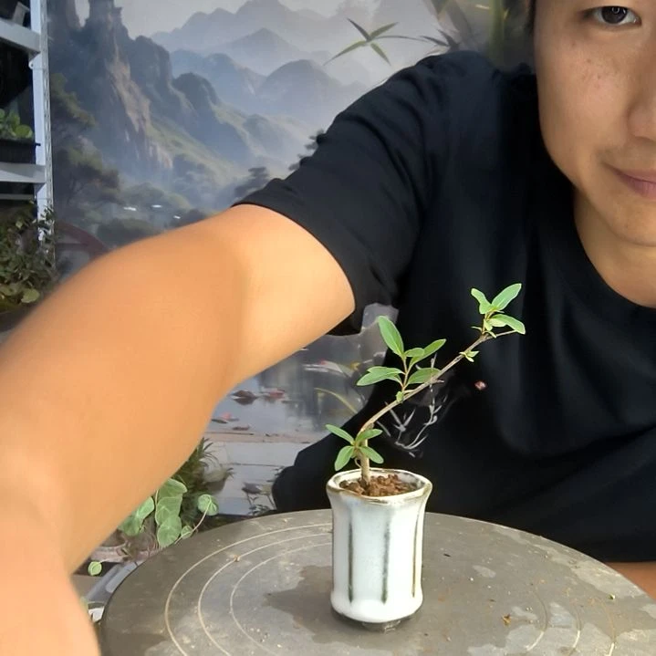 R****h小盆景小植物一物一拍220