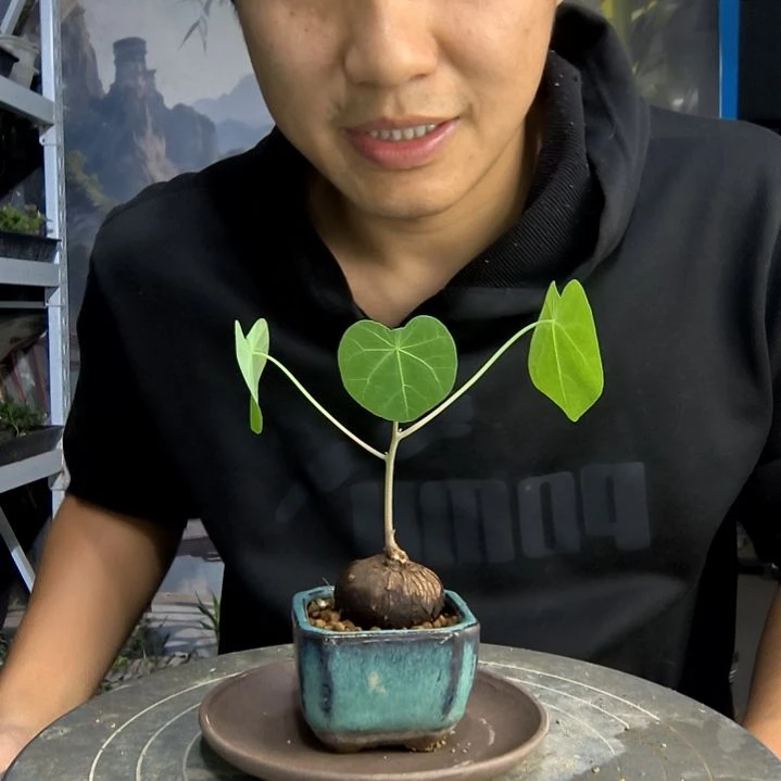 我****萝小盆景小植物一物一拍228