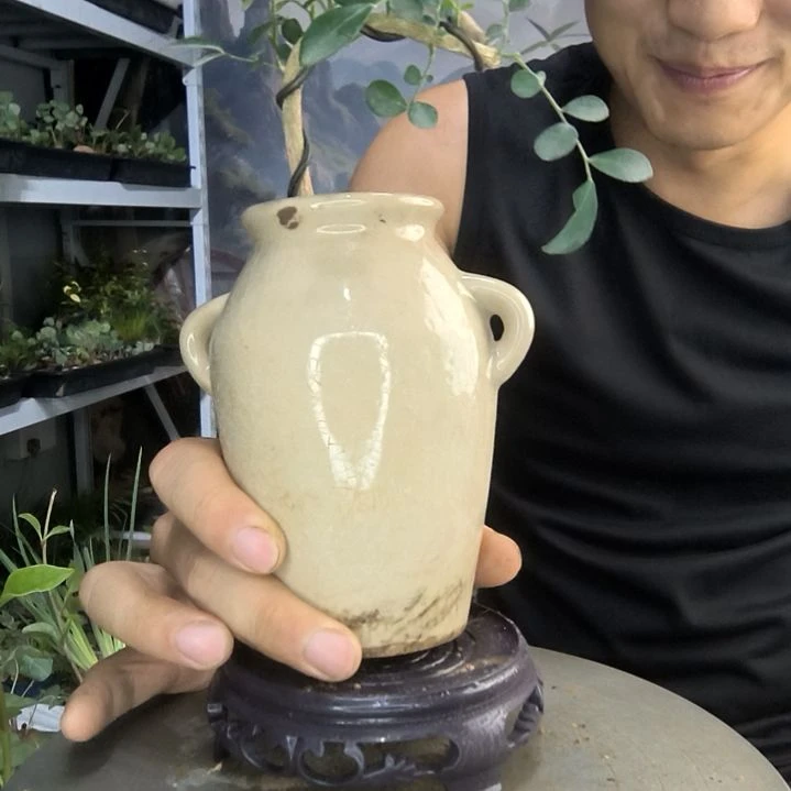 叫****?小盆景小植物一物一拍44