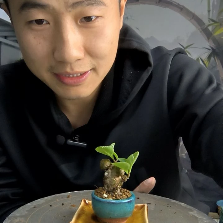 藤三七随机带托盘随机款