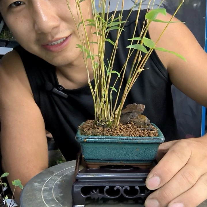 欣*小盆景小植物一物一拍196