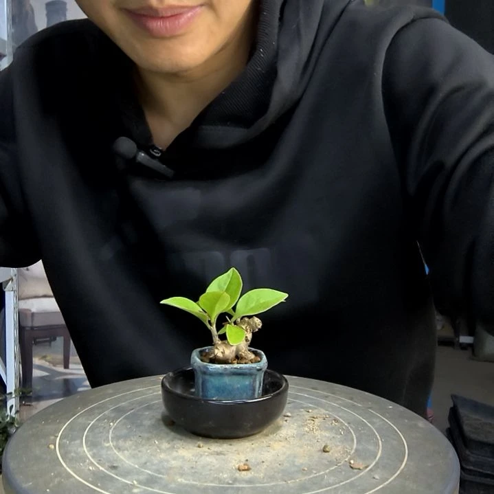 ?***?小盆景小植物一物一拍3