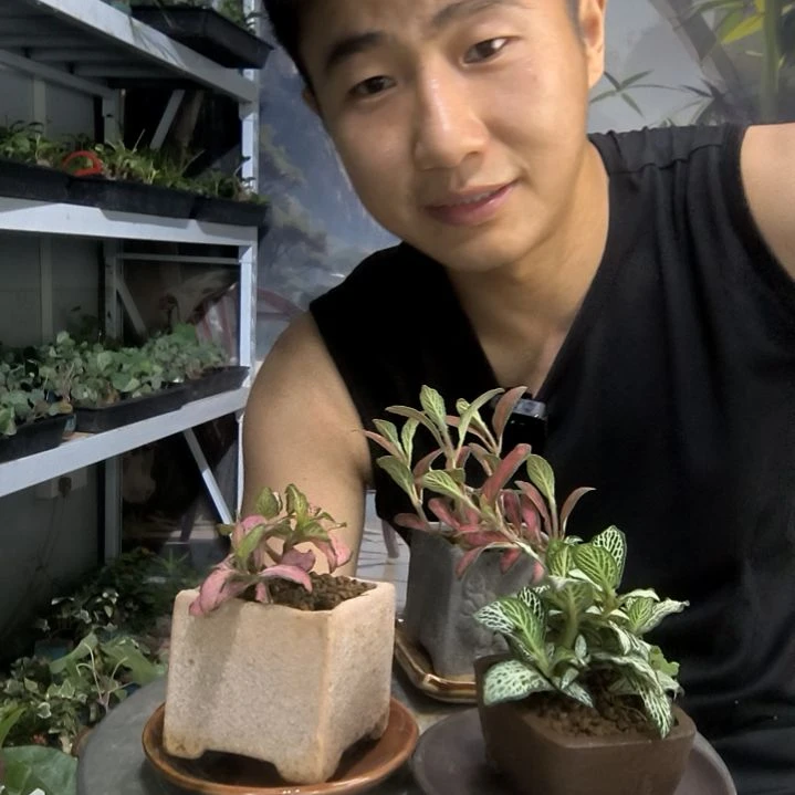 相***好小盆景小植物一物一拍218