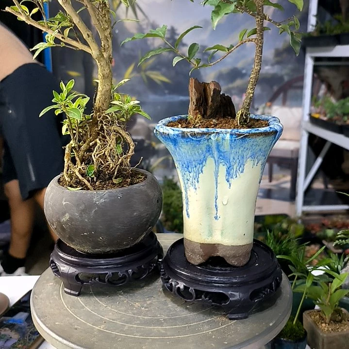 一**尘中青小植物一物一拍96
