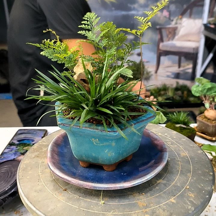 小****草中青盆景一物一拍191