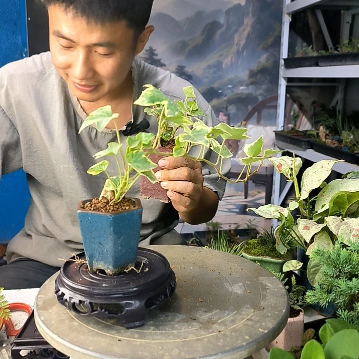 是****?中青园艺一物一拍71