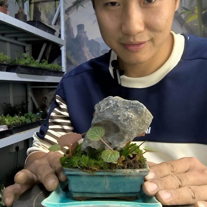 五*梅小盆景小植物一物一拍45