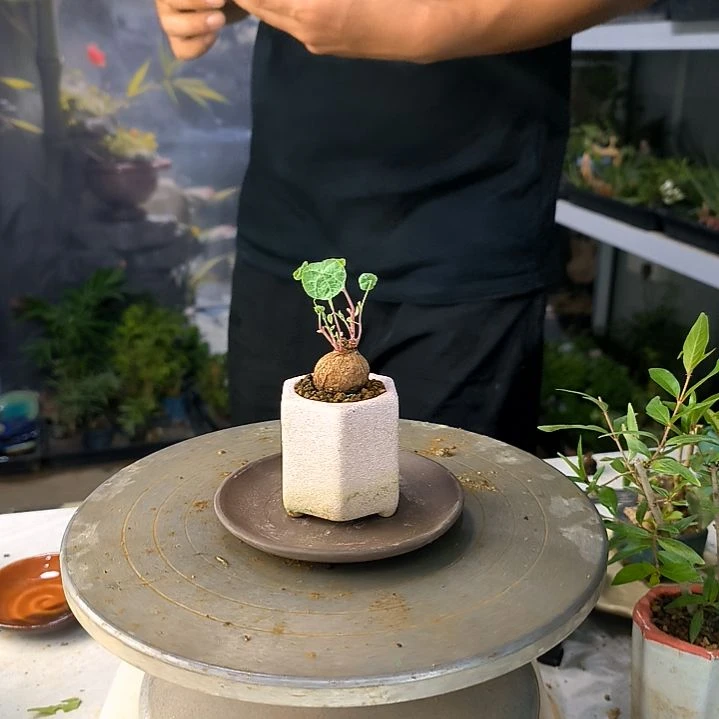 陈**茄中青园艺一物一拍181