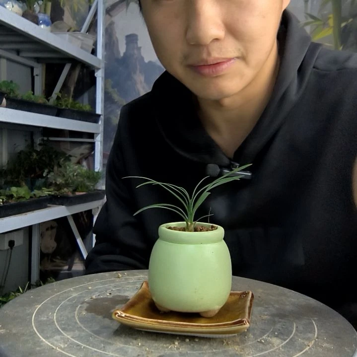 Y****Y小盆景小植物一物一拍182