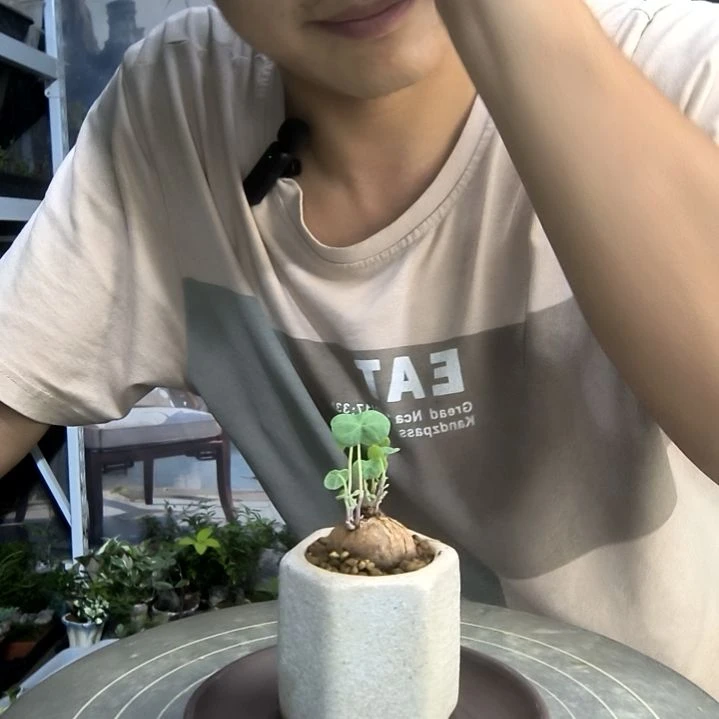 紫*兰小盆景小植物一物一拍185