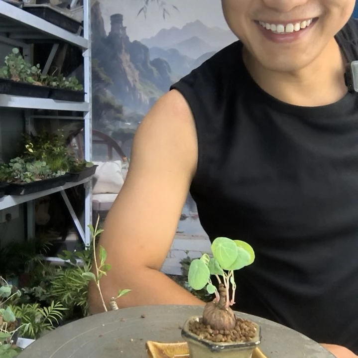 王**i小盆景小植物一物一拍124