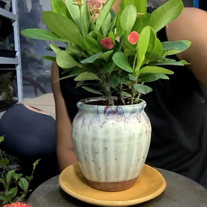 ?****?小盆景小植物一物一拍104