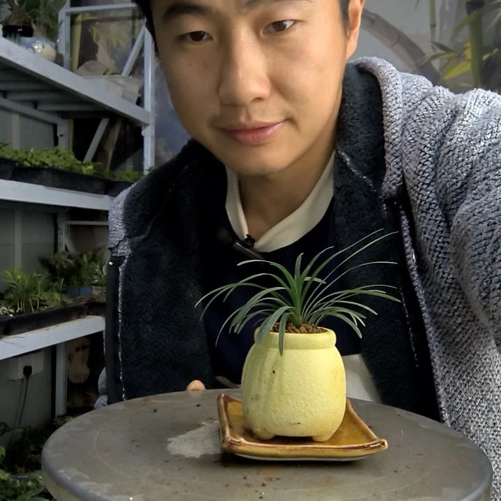 薇****、小盆景小植物一物一拍198